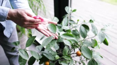 Adam evdeki ıslak bir bezle kapalı alandaki bitkilerin yapraklarını siliyor. Genç erkek, evindeki yaprakları temizlemek için ıslak bez kullanıyor.. 