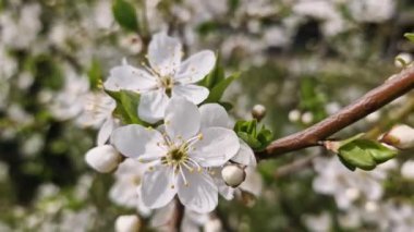 İlkbaharda doğa, rüzgarla savrulan meyve ağaçları. İlkbaharın başlarında çiçek açan güzel ağaçların dalları. Doğanın uyanışı. Yeşil çevre kavramı. Rahatlıyorum.