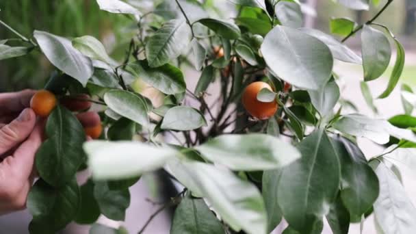 Petits Agrumes Cultivés Serre Habitant Nombreux Agrumes Orange Sur Les — Video