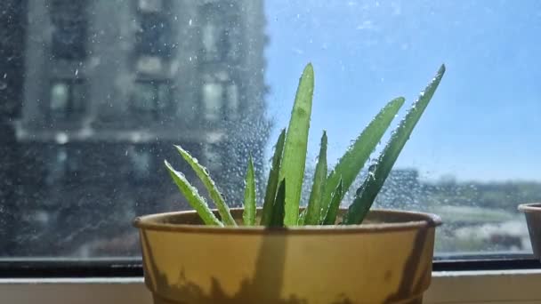 Podlewanie Naturalnej Aloesu Kapanie Wody Roślinę Aloesu — Wideo stockowe