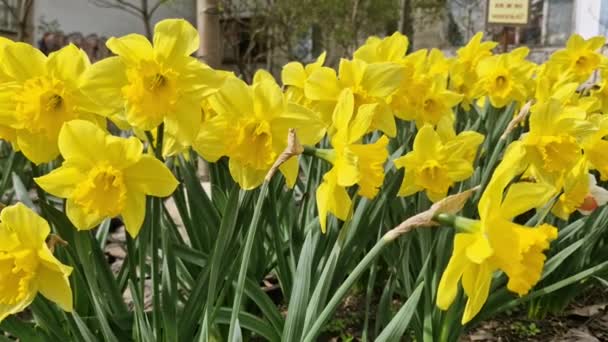 Желтые Цветущие Нарциссы Качающиеся Ветру Весеннем Саду — стоковое видео