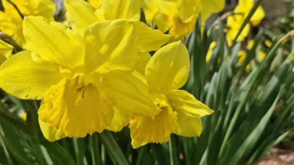 Sarı Çiçekli Nergisler Bahar Bahçesinde Rüzgarda Sallanıyor — Stok video