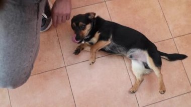 Sahibi, köpeği elle, açık havada okşar. Yakından bir köpek sahibinin yanında oturuyor. İnsan hayvan dostluğunu kavra. Dışarıdaki küçük siyah köpeği okşayan bir adam. Köpek sahibinden okşanır. Sahibi hayvanları sever..