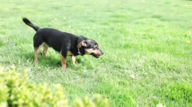 Küçük bir köpek, avluda küçük Avrupalı bir kızla birlikte koşuyor. Açık hava aktiviteleri. Aile zamanı. Sonsuza dek arkadaşız. Çocuk portresi.