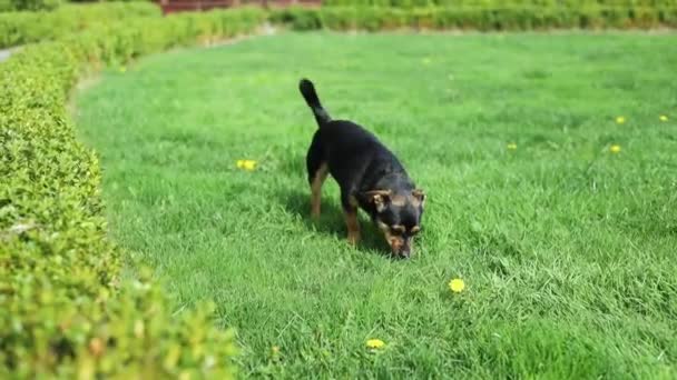 Adorabile Cagnolino Che Gioca Giardino Attivo Felice Amico Animale Domestico — Video Stock