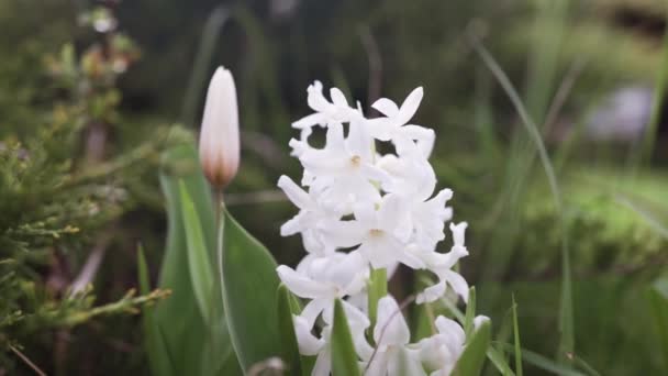庭のホワイトヒヤシンスのオリエンタリズム チューリップとヒヤシンスの花で美しい春の装飾 ガーデンプラントを一緒に 伝統的なイースターモチーフ — ストック動画