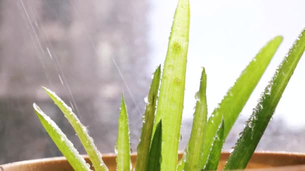 Zavlažování Rostliny Aloe Vera Zelené Rostliny Domě — Stock video