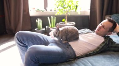 Sahibi tavşanı kollarında tutuyor ve okşuyor. Güzel video. Çekici gri tavşan kanepede oynuyor. Paskalya tavşanı evde. Ev hayvanı. Hayvanlara sevgiler. Hayvan bakımı.