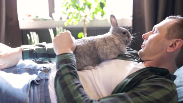 主人把兔子抱在怀里 抚摸着 可爱的视频 灰色迷人的兔子在沙发上玩耍 复活节兔子在家里 家养宠物 对动物的爱宠物狗护理 — 图库视频影像