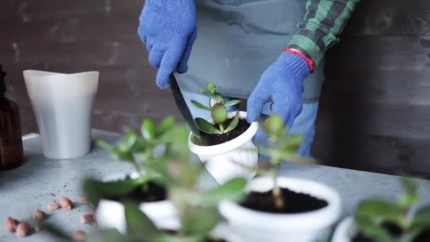Człowiek Ogrodnicy Ręcznie Transplantacji Kryty Roślin Crassula Soczyste Białe Garnki — Wideo stockowe