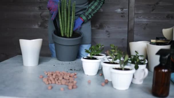 Man Tuiniers Hand Transplanteren Cactussen Vetplanten Cementpotten Houten Tafel Begrip — Stockvideo