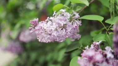 Parlak güneş ışığında açan güzel leylak. Rüzgarda sallanan büyüleyici menekşe çiçeklerinin sakin manzarası. Ilık bahar gününde sakin bir leylak dalı. Baharda meditasyon çiçeği. Çiçek konsepti.