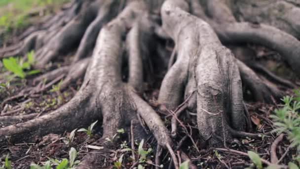 Старое Дерево Корнями Могучие Корни Старого Дерева Зеленом Лесу Днем — стоковое видео