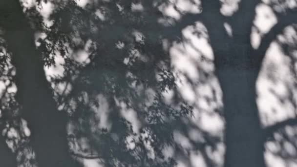 Αντανάκλαση Πράσινων Φύλλων Δέντρου Φυσικές Σκιές Επικαλύπτονται Λευκή Υφή Του — Αρχείο Βίντεο