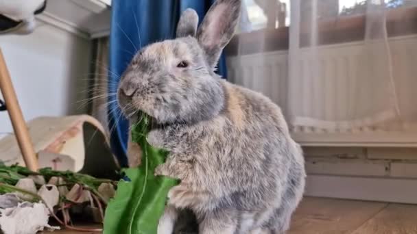 Cute Domestic Rabbit Eating Fresh Green Dandelion Leaves Home — Stock Video
