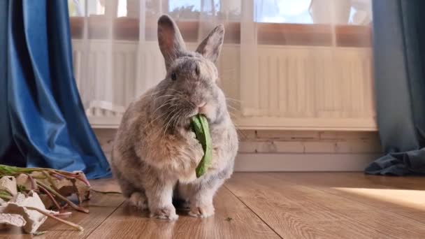 可爱的家兔在家吃新鲜的绿蒲公英叶子 — 图库视频影像