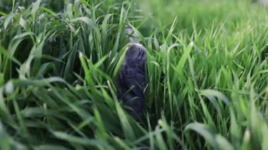 Bahar ormanında yeşil bir çayırda oturan gri tavşan, yakın plan, bahar tatilleri için konsept, paskalya tavşanı..