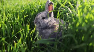 Bahar ormanında yeşil bir çayırda oturan gri tavşan, yakın plan, bahar tatilleri için konsept, paskalya tavşanı..
