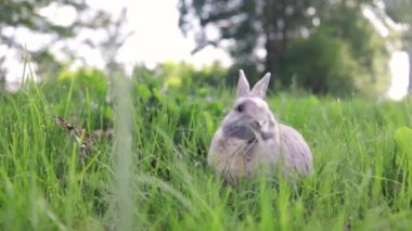 Bahar ormanında yeşil bir çayırda oturan gri tavşan, yakın plan, bahar tatilleri için konsept, paskalya tavşanı..