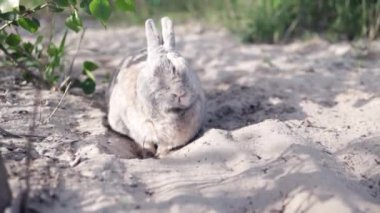 Kumda kazı yapan vahşi tavşanın yavaş hareketi, sıcak yaz gününde yaslanmalar.