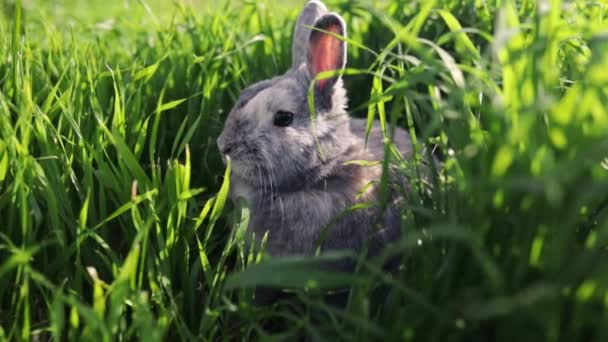 Grey Rabbit Sitting Green Meadow Spring Forest Close Concept Spring — Stock Video