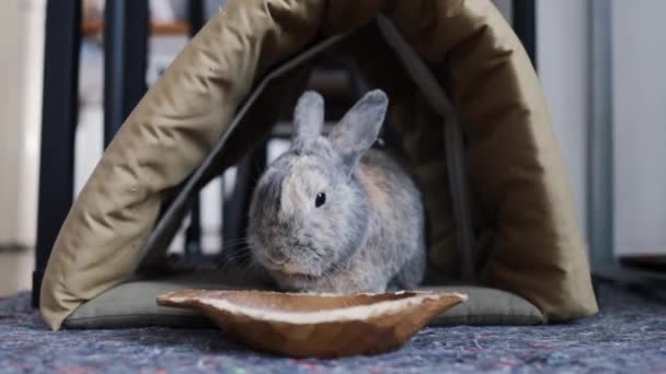 Милый Домашний Кролик Ест Свежий Зеленый Одуванчик Листья Дома — стоковое видео