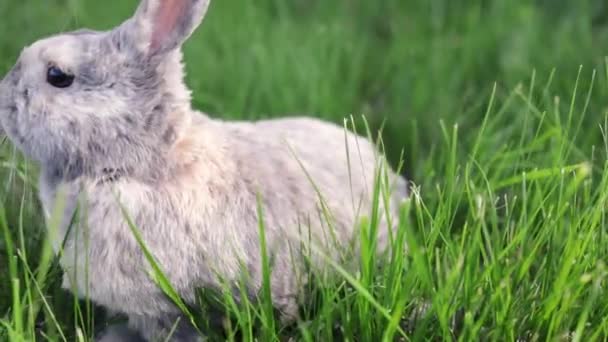 在春天的森林里 一只灰色的兔子坐在一片绿色的草地上 近距离观察 对春天假期的概念 复活节兔子 — 图库视频影像