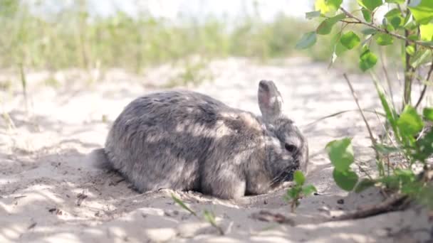 野兔在沙地中挖掘的缓慢运动 炎热夏日的斜倚 — 图库视频影像