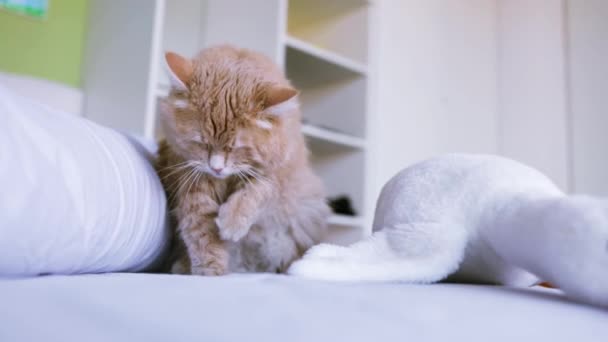 かわいい猫が舌を洗っている ハッピーネコが洗って 足を洗う 猫は嘘をついている 美しいジンジャーキャット ペットは部屋のベッドで休んでいる — ストック動画