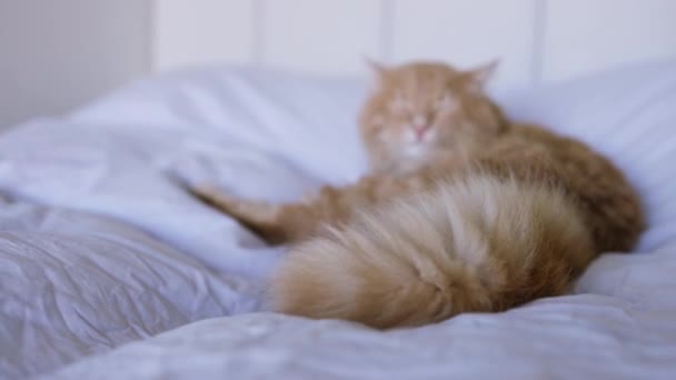 Gato Bonito Está Lavando Língua Gato Feliz Lava Lambe Pata — Vídeo de Stock