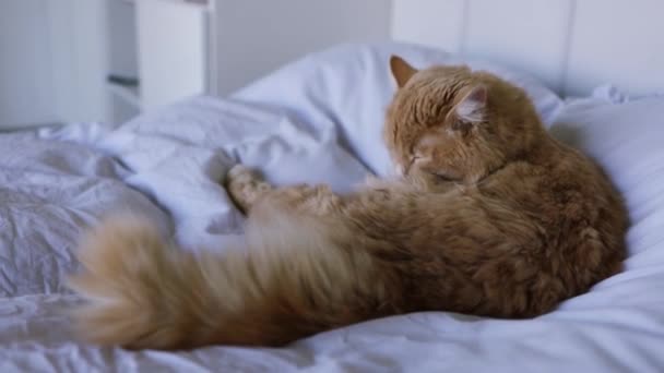 かわいい猫が舌を洗っている ハッピーネコが洗って 足を洗う 猫は嘘をついている 美しいジンジャーキャット ペットは部屋のベッドで休んでいる — ストック動画