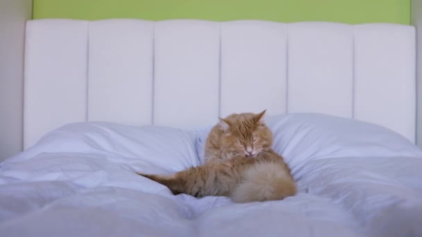 Χαριτωμένη Γάτα Πλένει Γλώσσα Της Χαρούμενη Γάτα Πλένεται Γλείφει Πόδι — Αρχείο Βίντεο