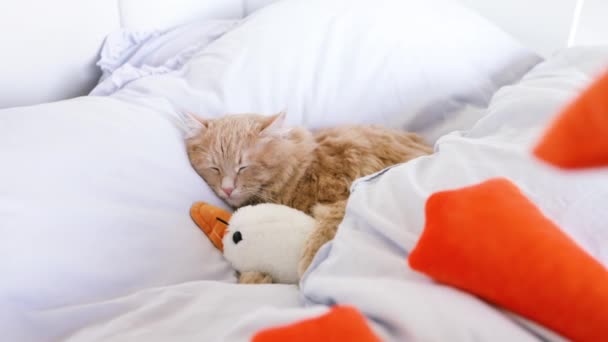 Милий Імбир Кошеня Спить Іграшковою Качкою Білій Ковдрі Кіт Спить — стокове відео