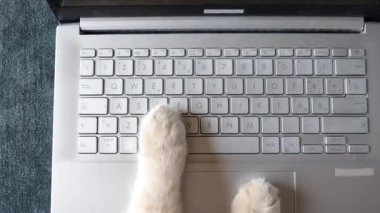 Kedi evden bilgisayarla çalışıyor. Kedi patilerinin dizüstü bilgisayarda yazıp, mesaj attığı ya da tuşlara bastığı komik bir video.