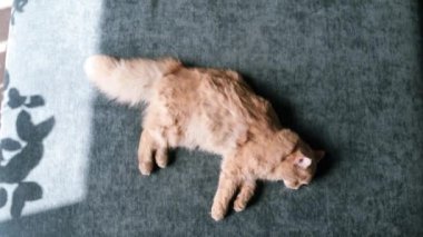 Tembel kırmızı kedi yatakta yatıyor ve gözleri kapalı uykuya dalıyor. Kedi güneşin altında bir odada kanepede uyuyor. Kuyruğunu hareket ettiriyor, rüya görüyor..