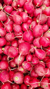 Taze hasat edilmiş, mor renkli turp. Turp yetiştiriyorum. Sebze yetiştiriyorum. Tezgahta bir demet taze turp. Bir demet turp. Taze hasat edilmiş, mor renkli turp. Büyüyen turp.