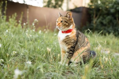 Nazik yeşil gözlü kedi, küçük yavru kedi. Şirin kedi portresi. Mutlu sevimli kedi, güzel pofuduk kırmızı turuncu kedi çimlerin üzerinde uzan..