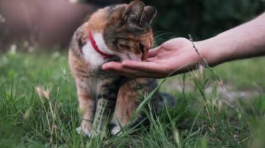 Kedi yaz güneşinin altında, açık havada yemekten zevk alır, kameraya bakar, kulaklarını oynatır ve sabah güneşinden zevk alır. Ağır çekim, yakın çekim..