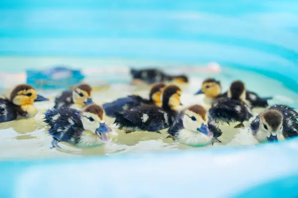 stock image Baby ducks swimming in a wading pool