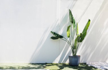 Bir tencere yeşil bitki beyaz bir bahçe arka planına yerleştirilir. Zen bahçeli modern ev iç tasarımı. Boş beton duvarı olan lüks bir ev. Güneş ışığı, yeşil ağaç ve açık hava bitkileri..