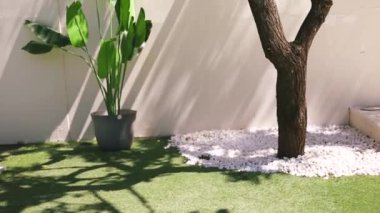 Bir tencere yeşil bitki beyaz bir bahçe arka planına yerleştirilir. Zen bahçeli modern ev iç tasarımı. Boş beton duvarı olan lüks bir ev. Güneş ışığı, yeşil ağaç ve açık hava bitkileri..