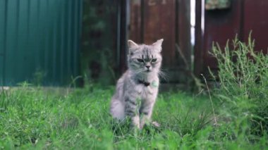 Güzel pofuduk gri kedi yaz bahçesinde geziyor, evcil hayvan doğada yeşil çimlerde oturuyor..