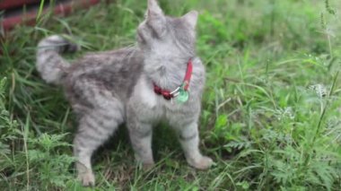 Güzel pofuduk gri kedi yaz bahçesinde geziyor, evcil hayvan doğada yeşil çimlerde oturuyor..