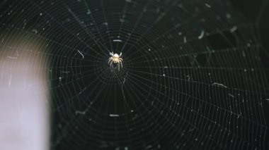 Karanlık bir gecenin arka planında ağda korkunç bir örümcek emekliyor..