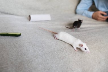 Genç beyaz adam evdeki sevimli farelerle oynuyor, sevimli ev hayvanı..