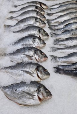 Buzlu taze balık. Buzlu taze deniz Bream 'i. Deniz ürünleri arka planı..