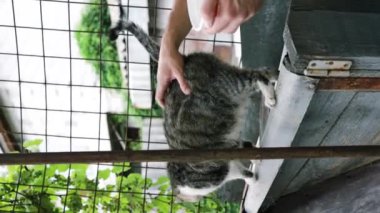 Sokak kedisini besleyen bir adamın dikey videosu. 