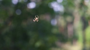 Karanlık bir gecenin arka planında ağda korkunç bir örümcek emekliyor..