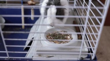 Evdeki kafeste dekoratif tavşan. Tavşan bir kaseden yer. Şirin ve tüylü küçük tavşan..