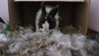 Tavşan Yavrusu Besleme Sütü, Tavşan Kediyle Oynuyor, Şirin Kedi Yavrusu, Tavşan Amerikan Hollandası. Doe Tavşan Besleme Kedisi, Beyaz Tavşan Oyuncak. Yeni Doğan Bebekler.